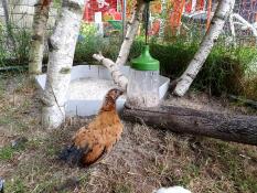 Poule dans le parc avec Omlet jouet à picorer