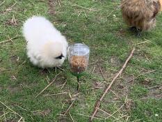 Un poulet picorant des morceaux de maïs