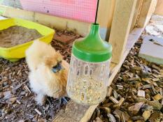 Un poulet picorant du maïs