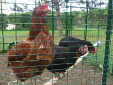 cocottes sur perchoir Omlet