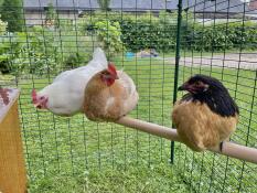 Omlet Perch - Gaga, Madonna en Shakira loves it :) They spend all there time in there. / Perchoir Omlet : Gaga, Madonna et Shakira l'adorent ! Elles passe tout leur temps dessus :)