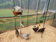 Terrain de jeu pour les poussins !