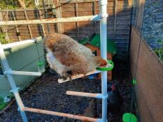 Une poule picorant des graines depuis son perchoir, sur un petit bol attaché à la perche d'un arbre perchoir