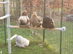 Poulets perchés sur leur poteau