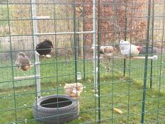 Poulets perchés sur leur perchoir