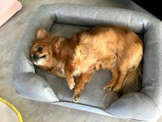 Un petit chien couché dans son lit gris