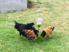 Poulets avec Omlet jouet à picorer