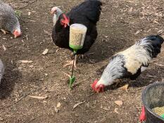 Poulets broutant dans un jardin et mangeant du maïs provenant d'un jouet à picots Omlet 