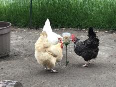 Trois poulets qui picorent du maïs.