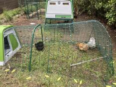 petites poules soie bien à l'abri dans leur Eglu Go