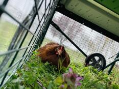 Poulette au sec sous la maison + les 3 bâches en dessous