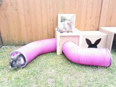 Ils adorent leurs nouveaux tunnels ! 