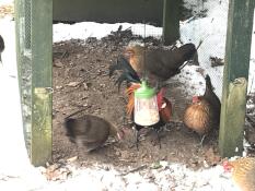 Des poulets mangeant dans un jouet à picorer suspendu