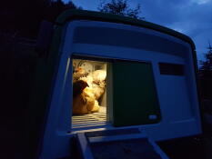 Poulets dans un poulailler Cube la nuit avec une lumière à l'intérieur du poulailler