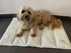 Melba sur son tapis rafraichissant