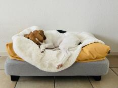 Un petit chien qui dort paisiblement sur sa peau de mouton et ses poufs, sur un lit gris