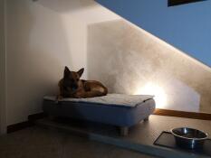 Un chien se relaxant sur son lit gris avec surmatelas matelassé