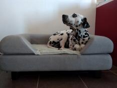 Notre dalmatienne l'adore !