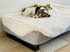 Chien dormant sur Omlet Topology lit pour chien avec surmatelas en peau de mouton et pieds de rail noirs