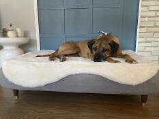 Un chien se reposant sur son lit gris avec une couverture en peau de mouton blanche