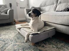 Un chien sur son lit pour chien avec une couverture matelassée et des pieds ronds en bois