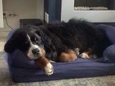 Un grand chien noir et pelucheux qui dort sur son lit bleu