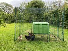 La sécurité des poules galloises