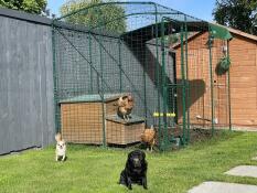 Les dernières additions à la famille animale ! 