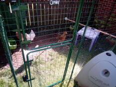 Nos nouvelles poules qui font comme chez elles !