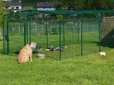 Un chien qui observe des poulets dans leur poulailler