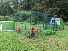 Des poulets appréciant leur poulailler bas.