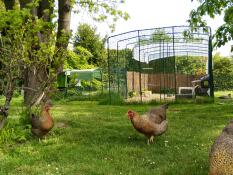 Omlet Eglu Cube grand poulailler et parcours et Omlet parcours pour poules à pied