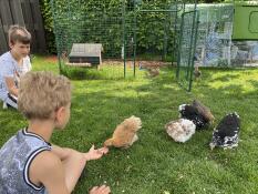 Enfants avec poules et Eglu Cube grand poulailler et parcours et Omlet parcours pour poules à pied