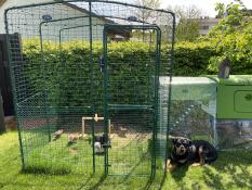 Poulets et Eglu Cube grand poulailler et parcours et Omlet parcours pour poulets à pied