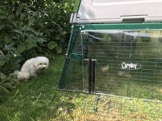 Babette veut aller voir les poulets derrière le coupe-vent 