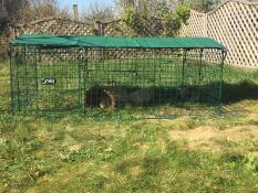 Herbe de printemps