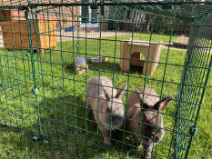 Cookie et fudge adorent leur nouvel espace, ils cherchent juste des tunnels pour Go avec mon clapier.