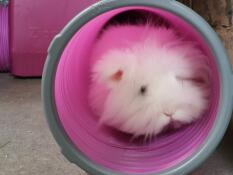 La princesse willow regarde son nouvel ensemble de cachettes et de tunnels.