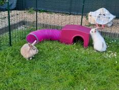 Nos deux lapins découvrent l'abri Zippi avec tunnel de jeu 