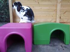 Lapin assis sur Omlet Zippi abri