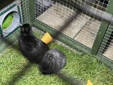 Lapins utilisant le tunnel vert reliant leur enclos