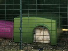 Lapins dormant à l'intérieur d'un abri vert Zippi 