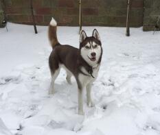 Les huskies adorent la neige