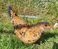 Poulet dans l'herbe