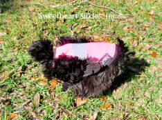 Un poulet noir duveteux dans une veste de poulet rose