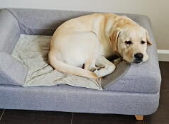 Un chien se reposant sur son lit gris avec traversin
