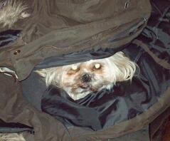 Elle ne peut pas sortir sans moi - je me cache dans son manteau