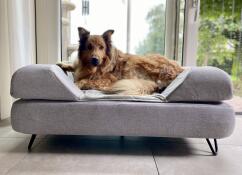 Un grand chien brun profitant de l'espace de son lit gris avec traversin
