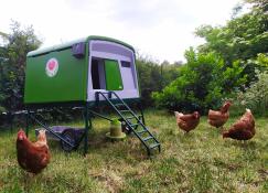 Quatre poulets orange dans un jardin se tiennent autour d'un grand poulailler vert Cube 