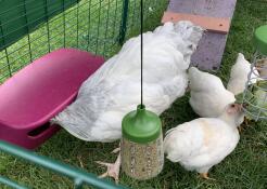 Poulets se nourrissant d'une grande manGeoire, d'une friandise Caddi et d'un jouet à picorer suspendu